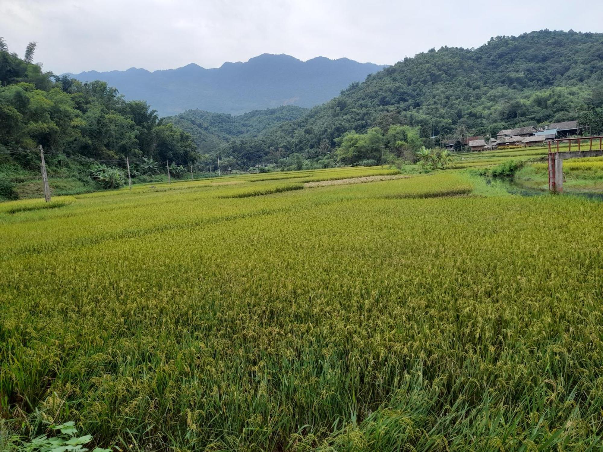 Thao Ly Homestay Mai Chau Hòa Bình Dış mekan fotoğraf
