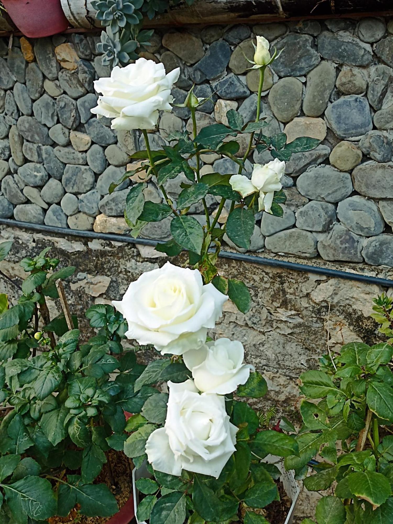 Thao Ly Homestay Mai Chau Hòa Bình Dış mekan fotoğraf