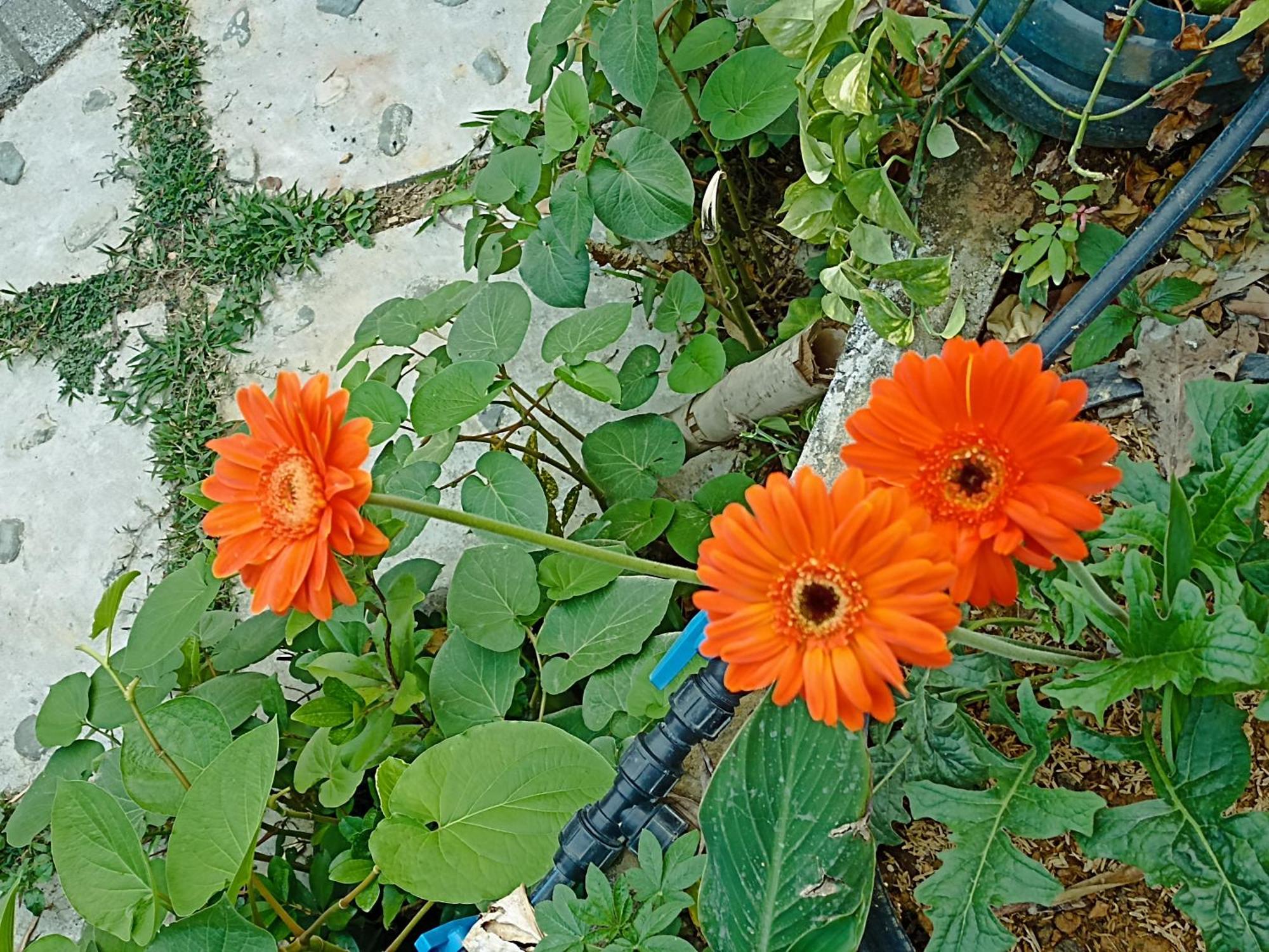 Thao Ly Homestay Mai Chau Hòa Bình Dış mekan fotoğraf